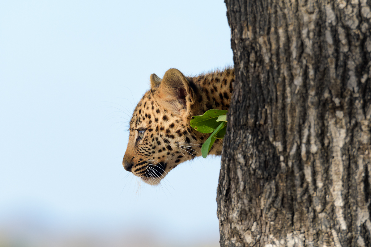 Leopard Cub #1