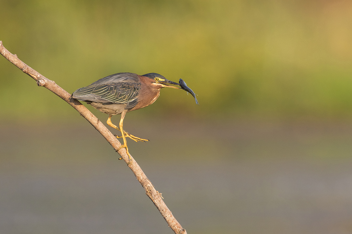 Green Heron