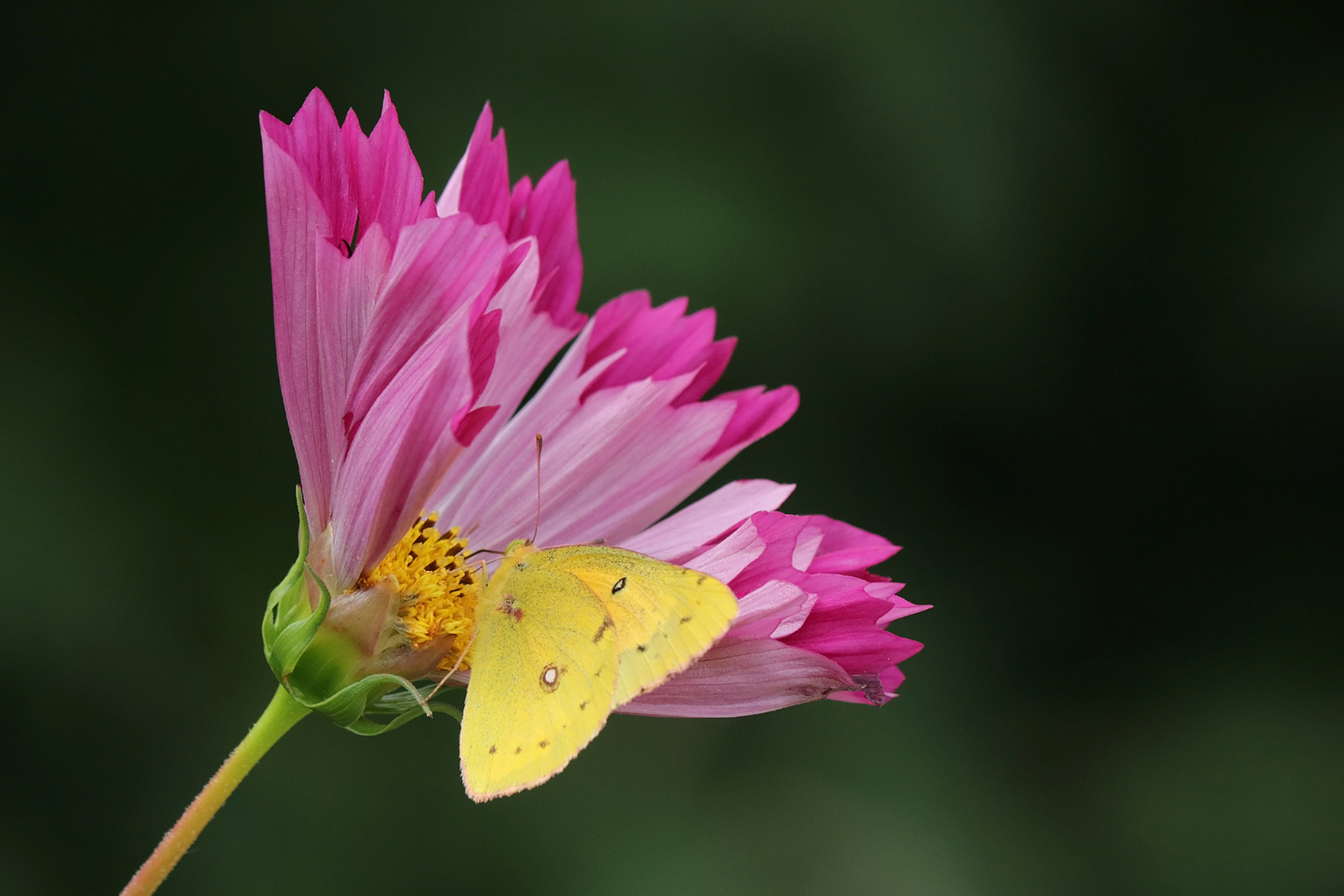 Bloom and sulphur