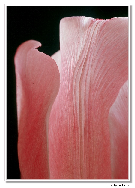 Pretty in Pink