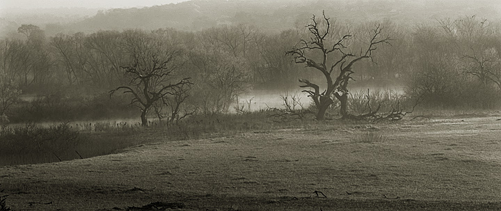 Snags in Morning Fog