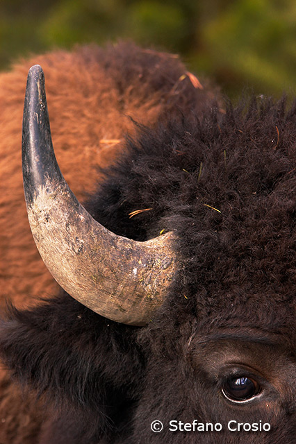 Bison Close-Up