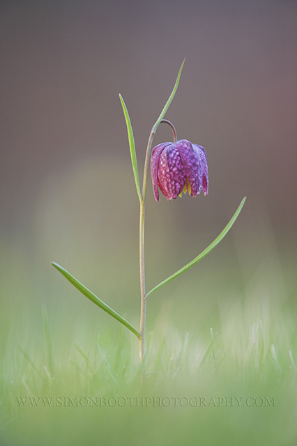 Snakes head fritillary