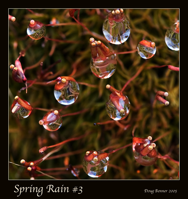 Spring Rain #3