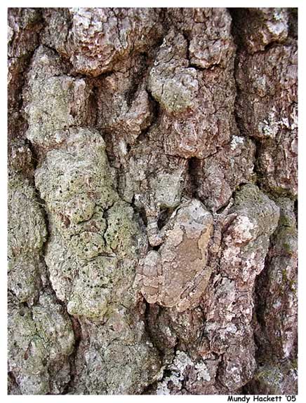 WC#171 - Camoflaged tree frog!