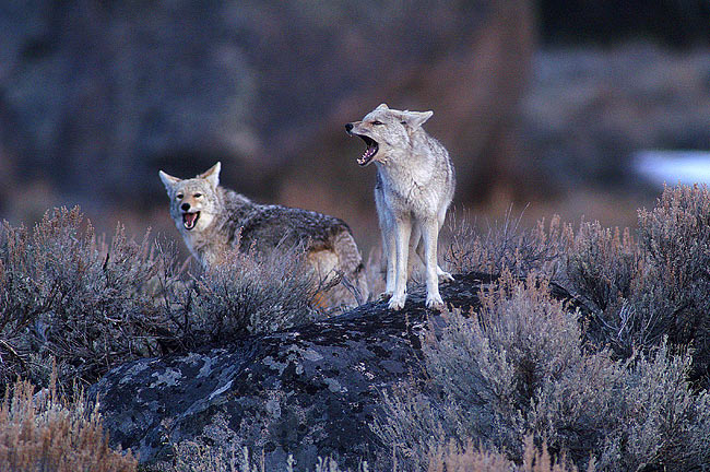 Coyote Chorus