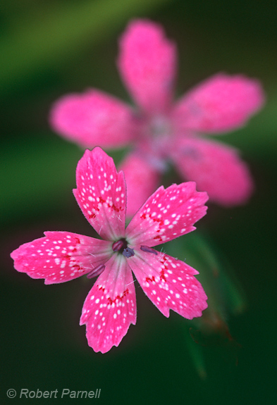 Deptford Pink