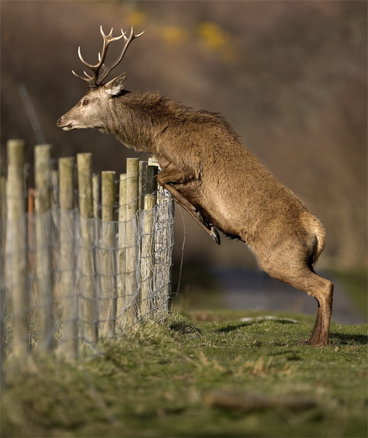 The grass is always greener!