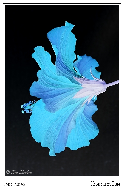 Hibiscus in Blue