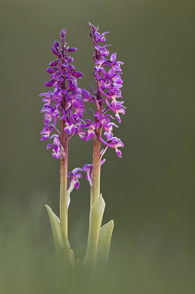 Early Purple Orchid