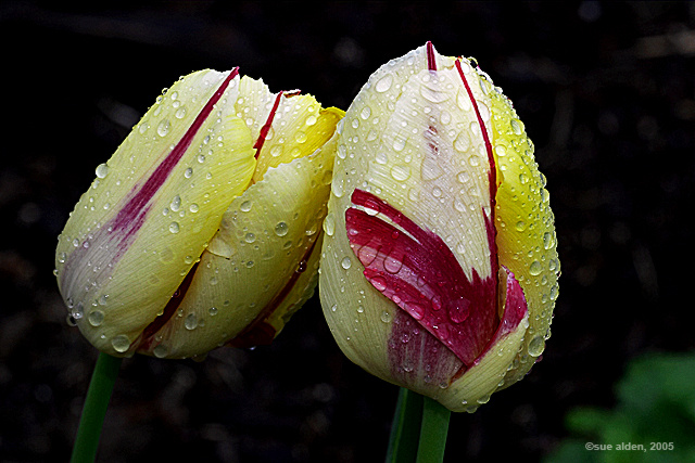 Tulips in the Rain