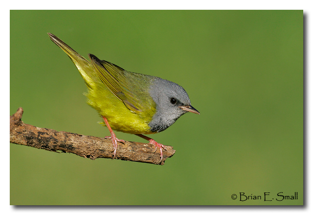 Mourning Warbler