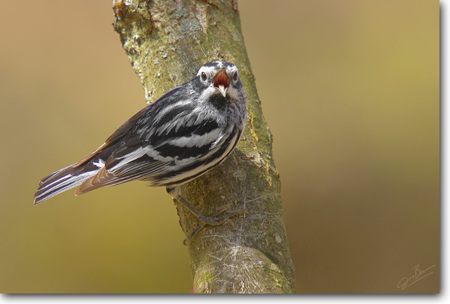 Black-and-white Warbler