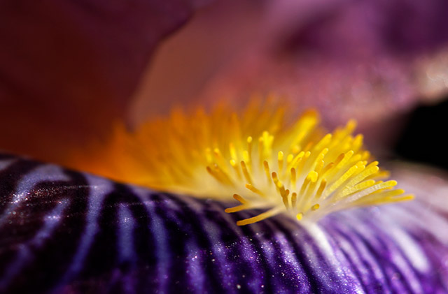 Abstract Bloom