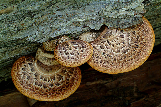 Fungi