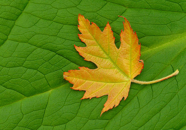 New Maple Leaf On Skunk Cabbage