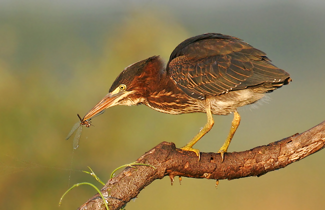 Green Heron with Dragon Fly