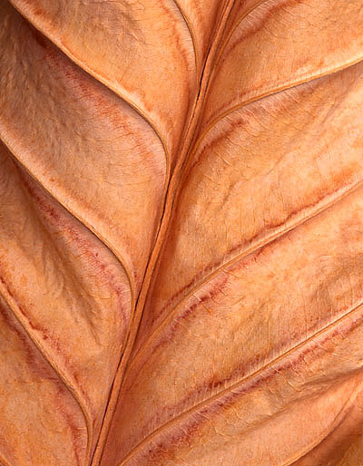 Dying Leaf, Mexico