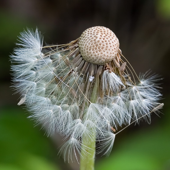 Gone to Seed