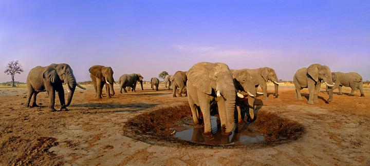 Elephants meeting