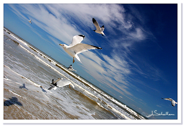 WC# 179: Running with the Gulls