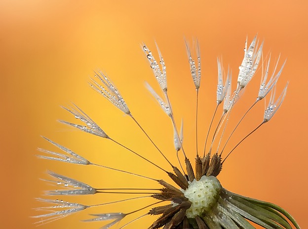 Dandelion Seed Head