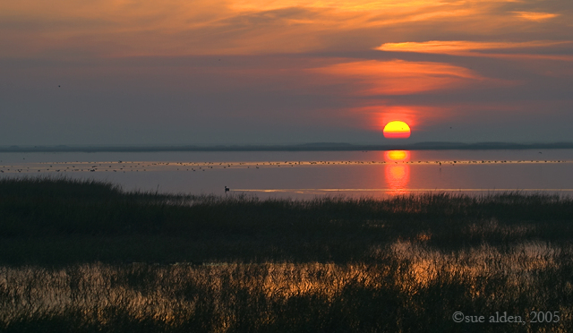WC 180 - Sunrise at Bombay Hook