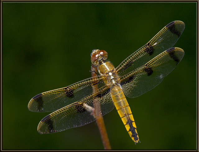 Painted Skimmer - female