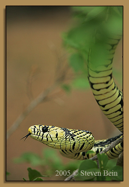 MExico- Tropical Chicken snake (spilotes pullatus mexicanus)