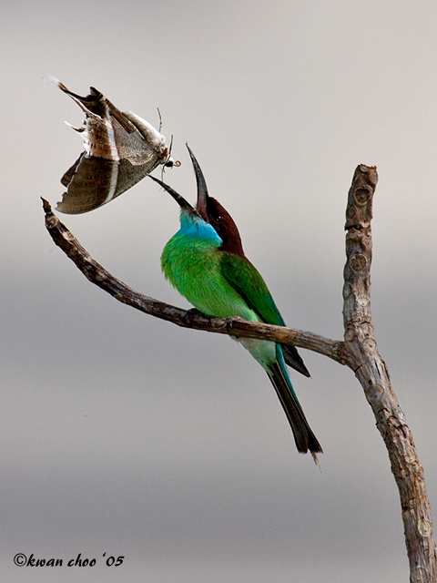 Blue-throated Bee-Eater with Lyssa Zampa Moth
