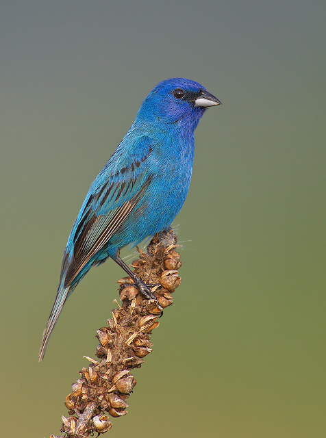 Indigo Bunting