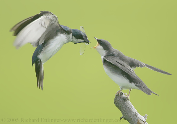 Feeding Tree Swallow