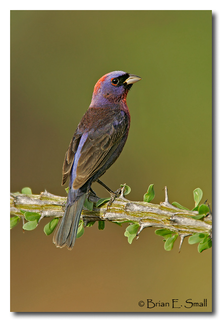 Varied Bunting