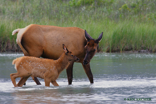 Cow Elk and Calf, Canadian Rockies