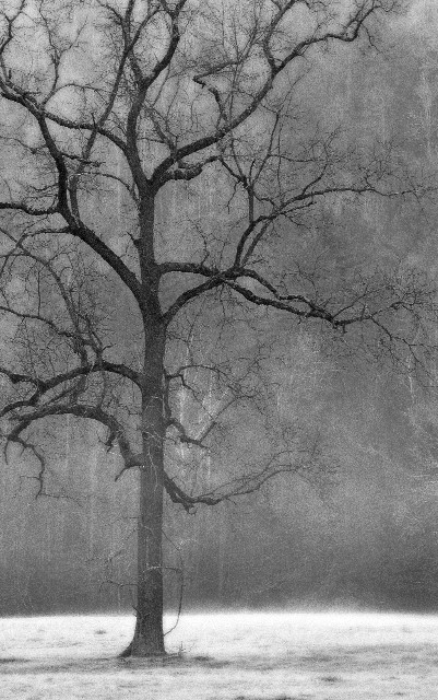B&W Cataloochie Tree