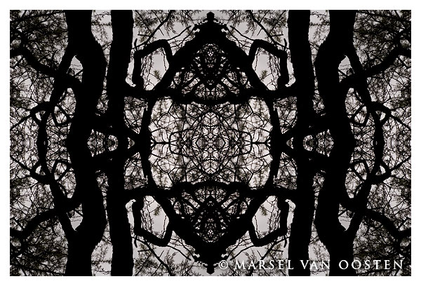 Tree Lace