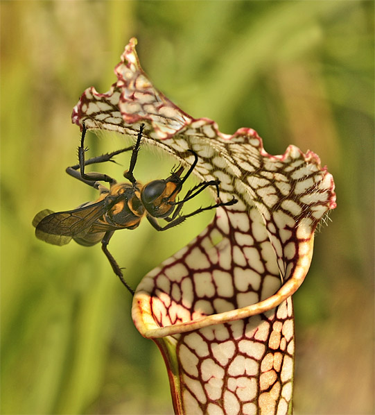Wasp on white top pitcher plant