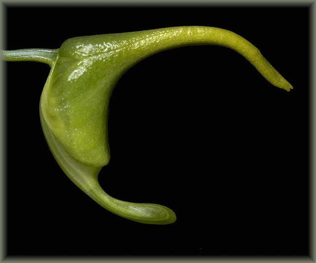 wc #189 - Aeranthes grandiose bud