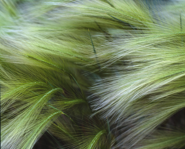 Roadside Weeds