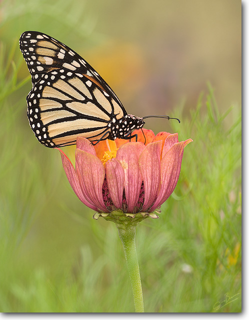 Monarch