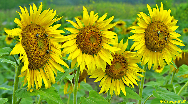 WC #190 - Sunflower Quartet