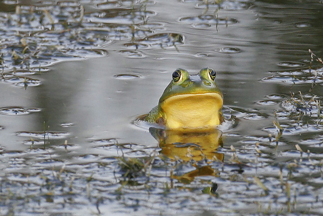 Heavy Metal Frog