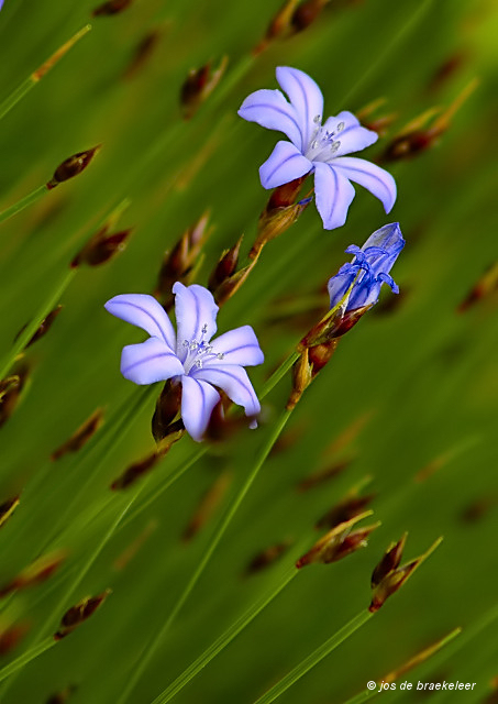 Montpelier blue ?