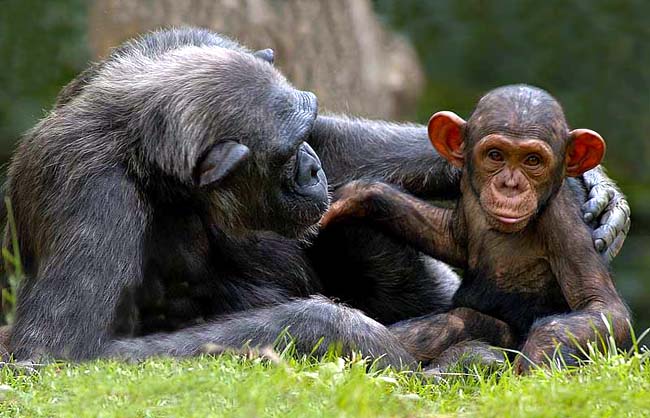 Chimpanzee and cub
