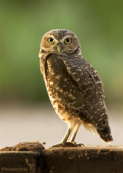 Burrowing Owl