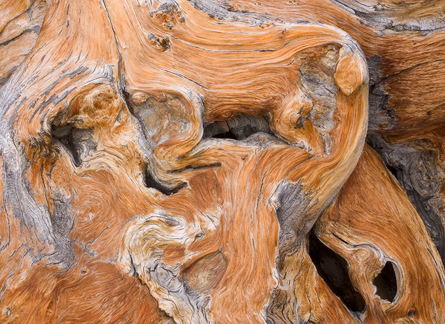 WC#193 - Limber Pine