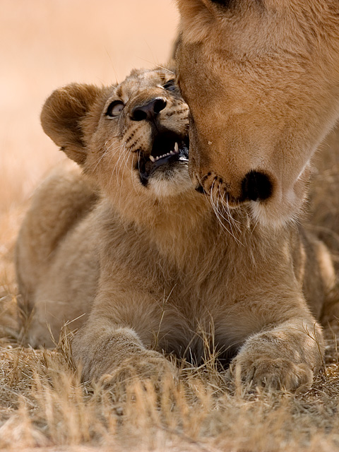 Lion's Cub Hello