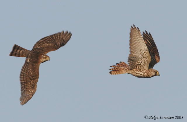 Sparrowhawk  against Kestrel - take 2