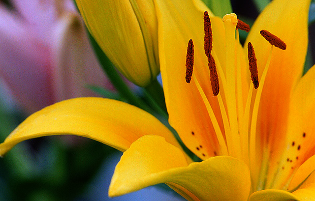 Asiatic Lily