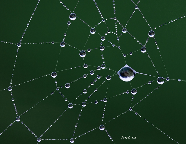 The Structure of Life